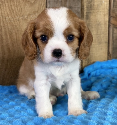 Prod�m �t��ata kaval�r King Charles �pan�l.