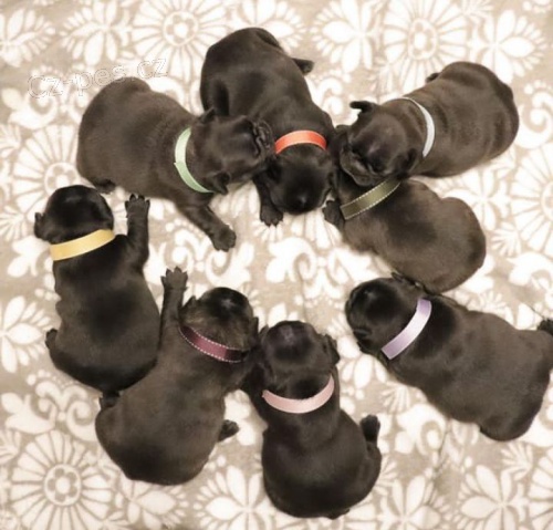 Štěňata francouzského buldočka k adopci Štěňata francouzského buldočka k adopci