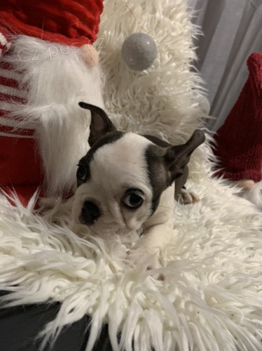 Bostonsk� teri�r �t��ata