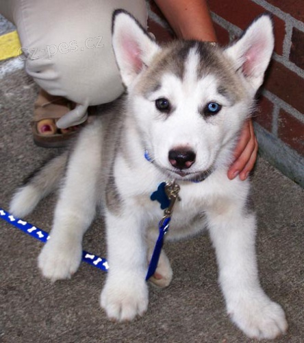 Sibiřští husky štěňata sPP Sibiřští husky štěňata sPP