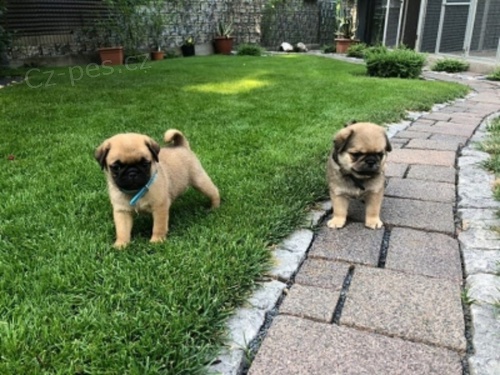 Mops �t��ata bez PP