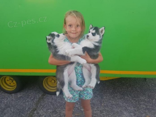 Sibi�sk� husky - �t���tka