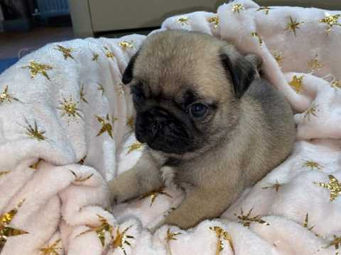 Mopy �t��ata  s PP