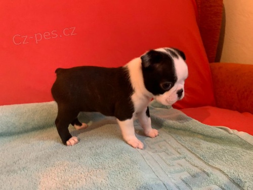 Bostonsk� teri�r �t��ata na prodej