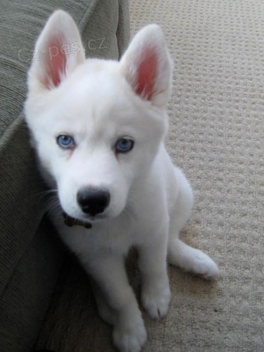 Sibiřští husky štěňata sPP Sibiřští husky štěňata sPP