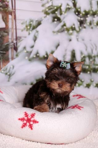 Yorkshire terrier s PP (rodokmeny) Yorkshire terrier s PP (rodokmeny)