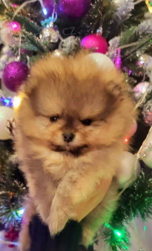 Pomo�an�t� medv�dci Nejlep�� t��da