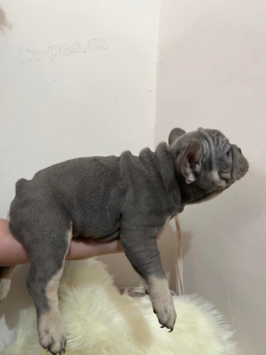 Exotický Francouzští buldočci Exotický Francouzští buldočci