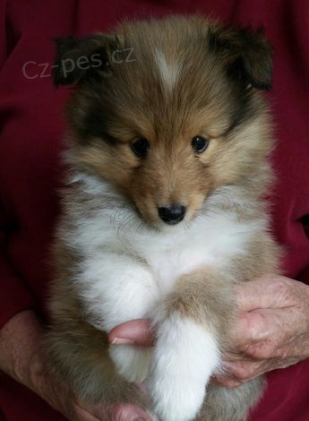 Prod�m mini �t��ata Sheltie