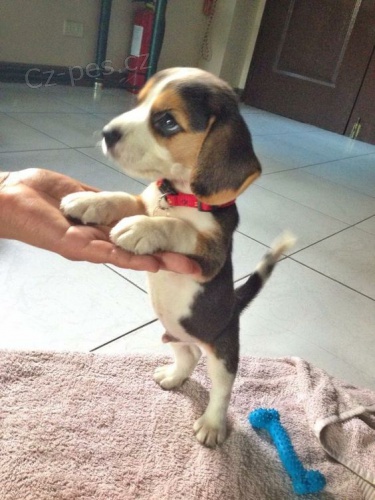 Prod�m o�kovan� a od�erven� �t��ata MINI b�gla.