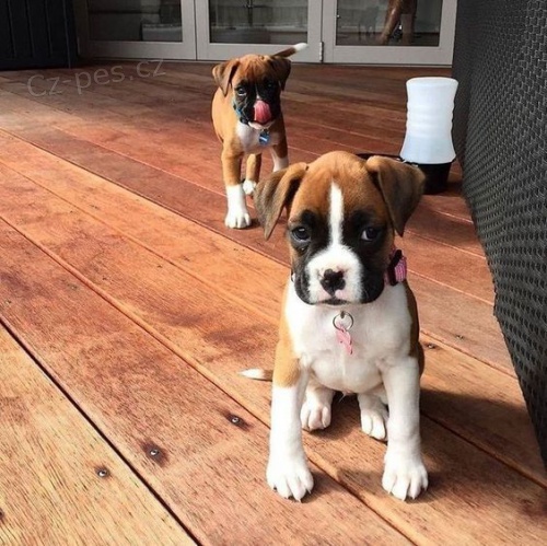 Prod�m o�kovan� a od�erven� �t��ata mini n�meck�ho boxera