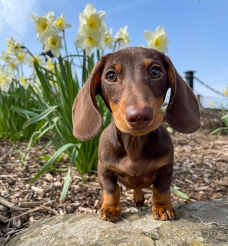 Prod�m zdrav� a o�kovan� �t��ata mini kr�tkosrst�ch jezev��k�