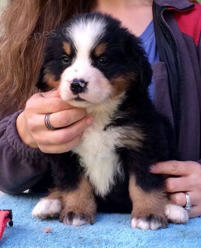 Prod�m zdrav� a o�kovan� �t��ata bernsk�ho sala�nick�ho psa.