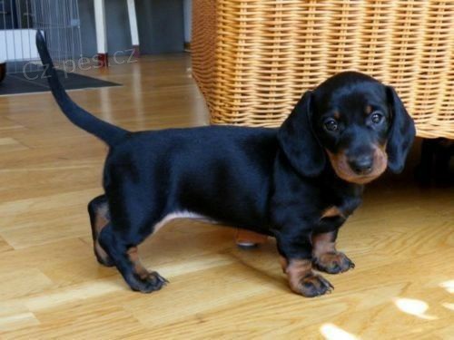 Prod�m mini trpasli�� kr�tkosrst� �t��ata jezev��k�