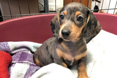 Prod�m mini trpasli�� kr�tkosrst� �t��ata jezev��k�