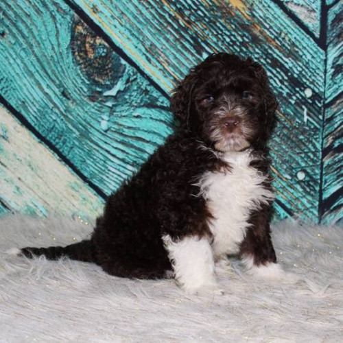 Prod�m kr�sn� �t��ata portugalsk�ho vodn�ho psa.