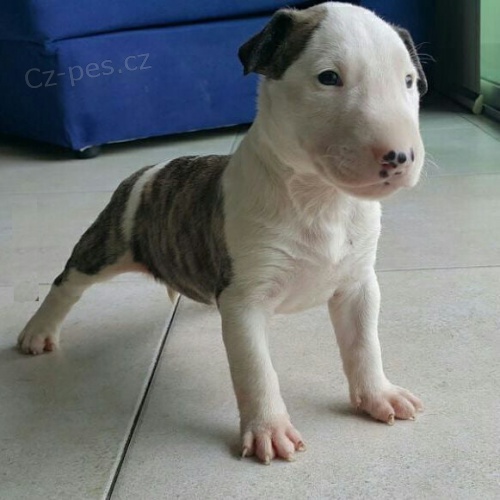 Prod�m kr�sn�, o�kovan� a od�erven� �t���tka mini anglick�ho bulteri�ra.