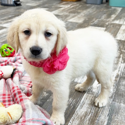 Prod�m zdrav�, o�kovan� a od�erven� �t��ata zlat�ho retr�vra.