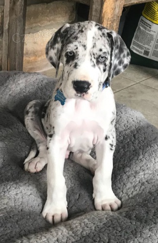 Prod�m zdrav� �t��ata n�meck� dogy.