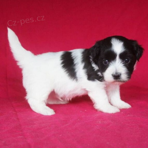 Prod�m roztomil� a zdrav� �t���tka havanese.