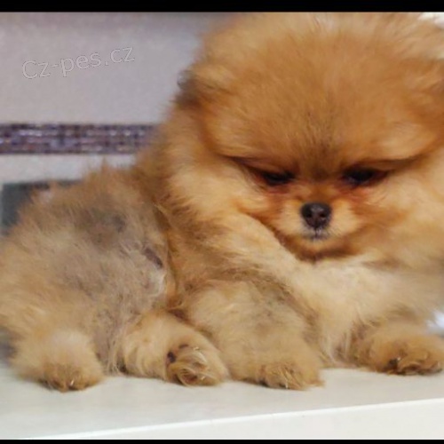 Pomeranian Spitz Boo Nejlep�� kvalita