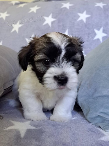 N�dhern� havansk� �t���tka bi�onky k adopci.