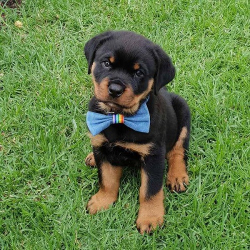 Kr�sn� �t���tka rottweiler� k adopci.