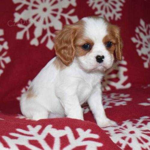 Prod�m �t��ata kaval�r King Charles �pan�l.