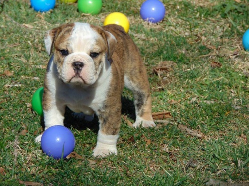 Zdrav� nad�chan� �t��ata anglick�ho buldoka