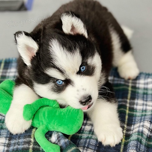 Zdrav� �t��ata sibi�sk�ho huskyho k odb�ru!