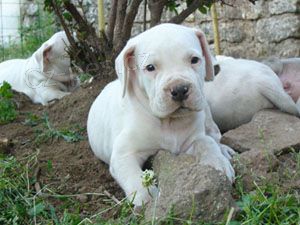 Zdrav� a kr�sn� �t��ata argentinsk�ho doga a feny na prodej.