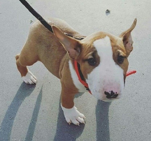 Prod�m kr�sn� �t��ata anglick�ho bulteri�ra.