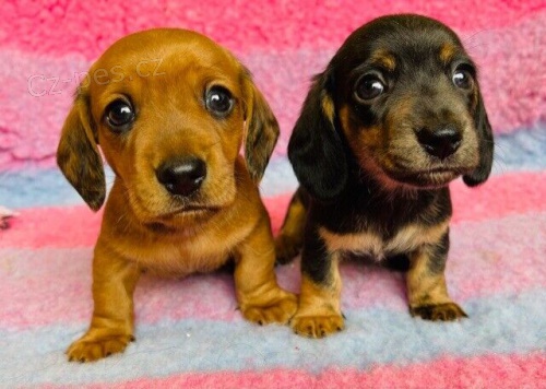 Prod�m zdrav� o�kovan� �t��ata jezev��k� mini toy