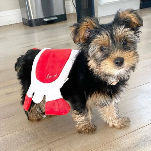 Prod�m roztomil� a o�kovan� �t��ata yorkie.