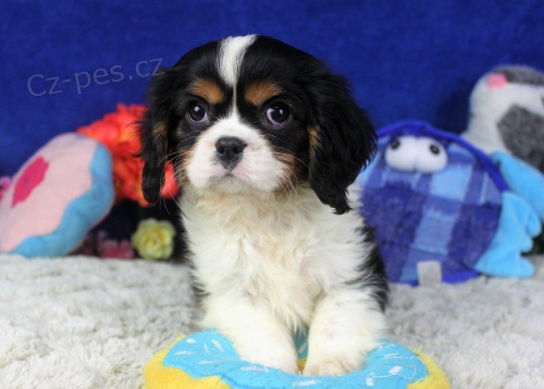 Prod�m o�kovan� �t��ata kaval�r King Charles Spaniel.