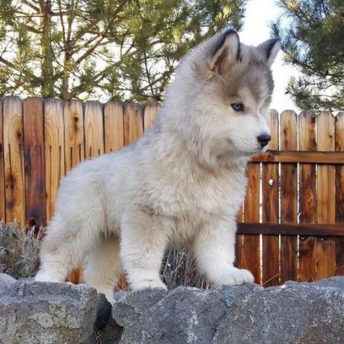 Prod�m �t��ata Pomskies (k��enec sibi�sk� husky a pomeranian)
