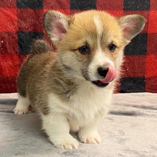 Prod�m o�kovan� �t��ata Pembroke Welsh Corgi.