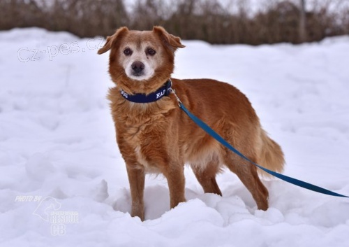 Darujeme nalezen�ho k��ence