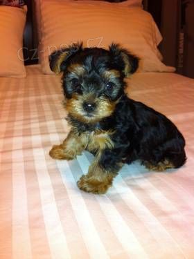 Prodám mini štěňata yorkie. Prodám mini štěňata yorkie.