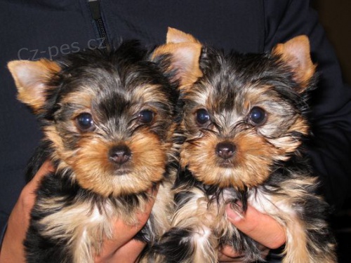 Prodám mini zdravá a očkovaná štěňata yorkie. Prodám mini zdravá a očkovaná štěňata yorkie.