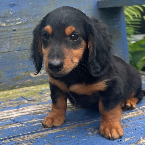 zdrav� dlouhosrst� miniaturn� �t��ata jezev��k� na prodej