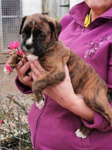 Prod�m kr�sn� �t��ata n�meck�ho boxera