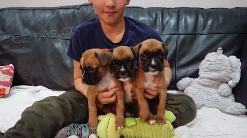 Prod�m o�kovan� a od�erven� �t��ata n�meck�ho boxera