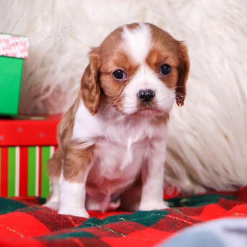 Prod�m kr�sn�ho kaval�r King Charles �pan�l. Pouze pro v�n� osoby.
