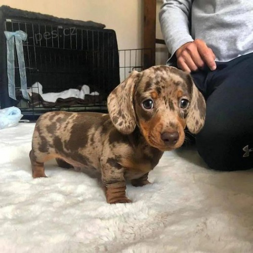 Prod�m kr�sn�ho merle hladkosrst�ho jezev��ka