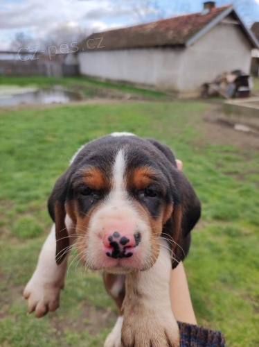 Srbsk� trikol�ra �t��ata