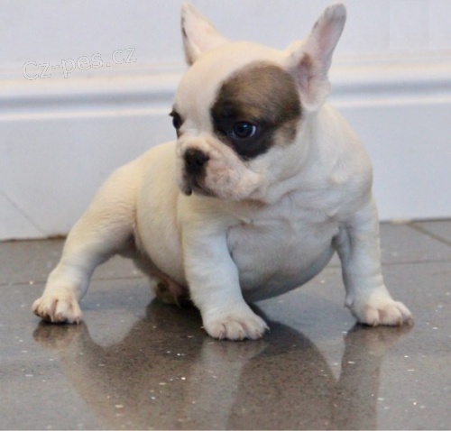 Prod�m �t��ata francouzsk�ho buldo�ka.