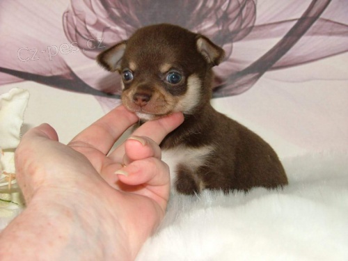 Prod�m mini �t��ata �ivavy