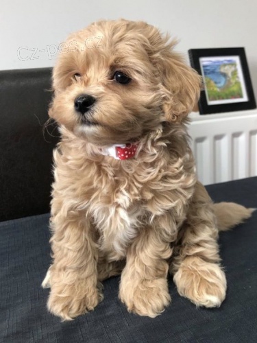 Prodám štěňata Maltipoo. Prodám štěňata Maltipoo.