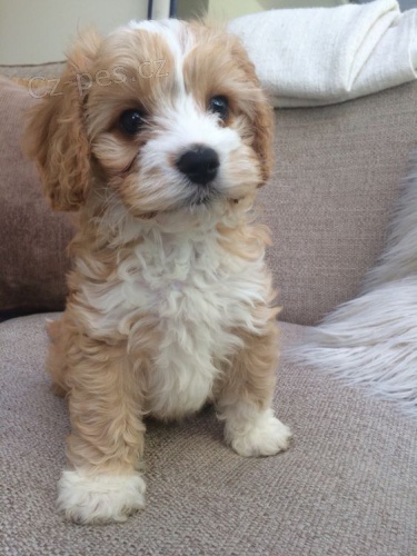 Prodám štěňata Maltipoo. Prodám štěňata Maltipoo.